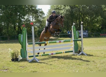 Holsteiner, Stute, 11 Jahre, 160 cm, Brauner
