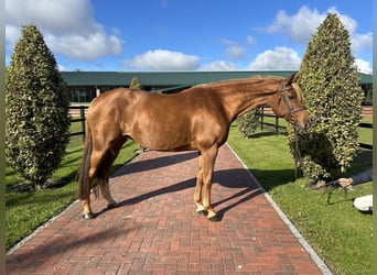 Holsteiner, Stute, 11 Jahre, 163 cm, Fuchs