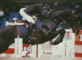 Holsteiner, Stute, 11 Jahre, 165 cm, Dunkelbrauner