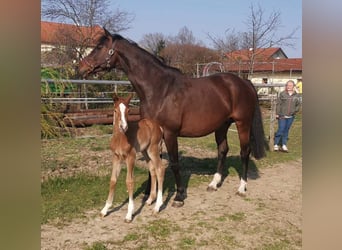 Holsteiner, Stute, 11 Jahre, 165 cm, Dunkelbrauner