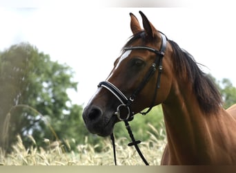 Holsteiner, Stute, 11 Jahre, 166 cm, Brauner