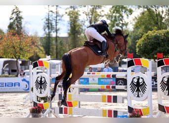 Holsteiner, Stute, 11 Jahre, 167 cm, Brauner