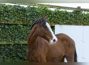 Holsteiner, Stute, 11 Jahre, 168 cm, Brauner