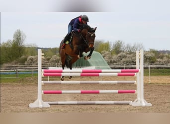 Holsteiner, Stute, 11 Jahre, 168 cm, Brauner