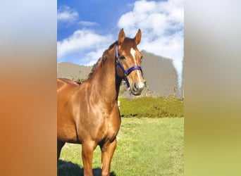 Holsteiner, Stute, 11 Jahre, 168 cm, Dunkelfuchs