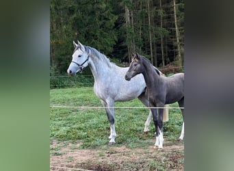 Holsteiner, Stute, 11 Jahre, 168 cm, Schimmel