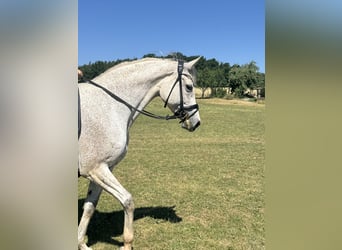 Holsteiner, Stute, 11 Jahre, 168 cm, Schimmel