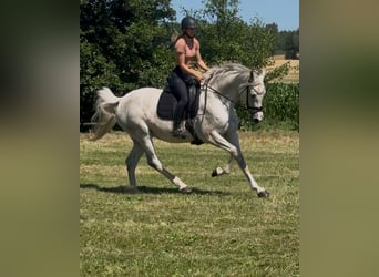 Holsteiner, Stute, 11 Jahre, 168 cm, Schimmel