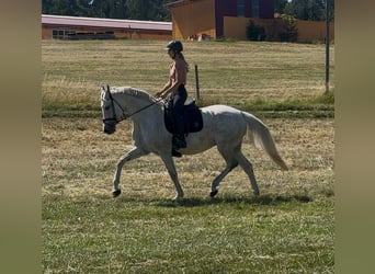 Holsteiner, Stute, 11 Jahre, 168 cm, Schimmel