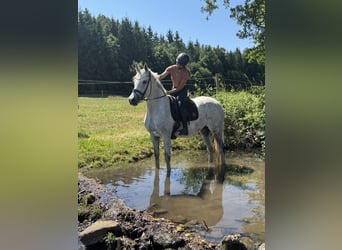 Holsteiner, Stute, 11 Jahre, 168 cm, Schimmel
