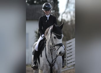 Holsteiner, Stute, 11 Jahre, 168 cm, Schimmel