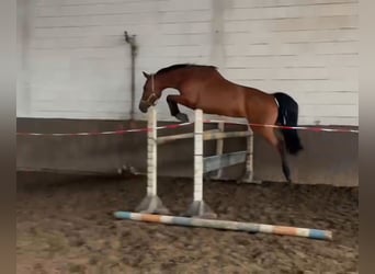 Holsteiner, Stute, 11 Jahre, 169 cm, Brauner