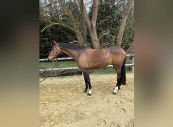 Holsteiner, Stute, 11 Jahre, 170 cm, Dunkelbrauner