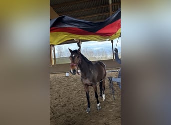 Holsteiner, Stute, 11 Jahre, 170 cm, Dunkelbrauner