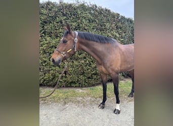 Holsteiner, Stute, 11 Jahre, 170 cm, Dunkelbrauner