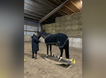 Holsteiner, Stute, 11 Jahre, 170 cm, Dunkelbrauner