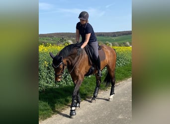 Holsteiner, Stute, 11 Jahre, 170 cm, Dunkelbrauner