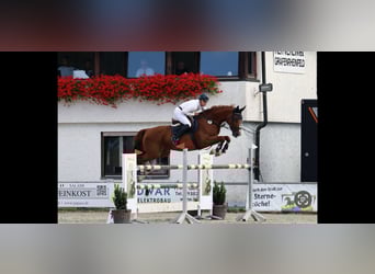 Holsteiner, Stute, 11 Jahre, 170 cm, Fuchs