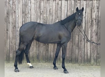 Holsteiner, Stute, 11 Jahre, 170 cm, Rappe