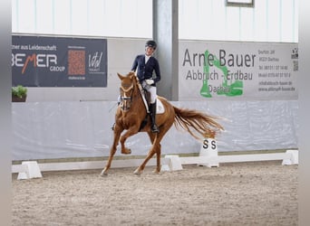Holsteiner, Stute, 11 Jahre, 172 cm, Fuchs