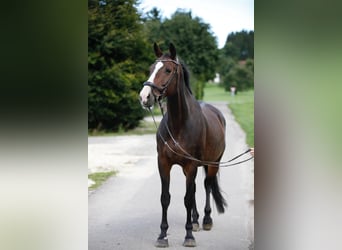 Holsteiner, Stute, 11 Jahre, 173 cm, Dunkelbrauner