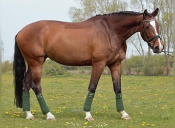 Holsteiner, Stute, 11 Jahre, 176 cm, Hellbrauner