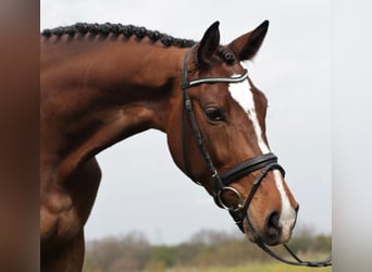 Holsteiner, Stute, 11 Jahre, 176 cm, Hellbrauner