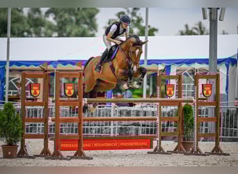 Holsteiner, Stute, 11 Jahre, Brauner