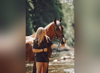 Holsteiner, Stute, 11 Jahre, Brauner