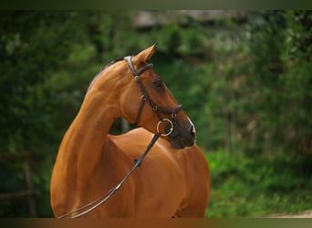 Holsteiner, Stute, 11 Jahre, Brauner