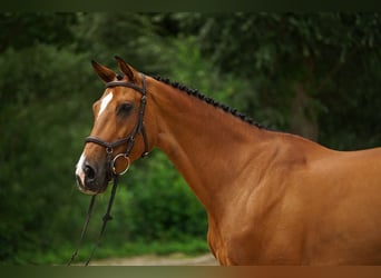 Holsteiner, Stute, 11 Jahre, Brauner