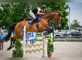 Holsteiner, Stute, 11 Jahre, Brauner