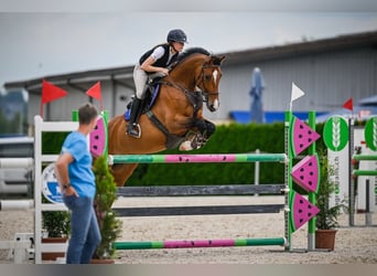 Holsteiner, Stute, 11 Jahre, Brauner