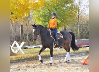 Holsteiner, Stute, 12 Jahre, 163 cm, Brauner