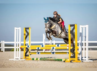 Holsteiner, Stute, 12 Jahre, 163 cm, Schimmel