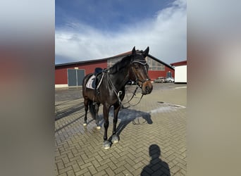 Holsteiner, Stute, 12 Jahre, 164 cm, Brauner