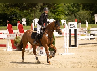Holsteiner, Stute, 12 Jahre, 167 cm, Fuchs