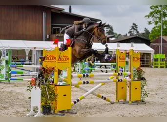 Holsteiner, Stute, 12 Jahre, 167 cm, Schwarzbrauner