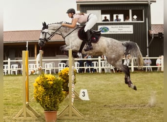 Holsteiner, Stute, 12 Jahre, 168 cm, Schimmel