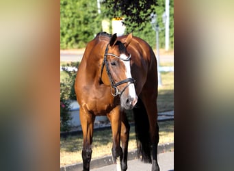 Holsteiner, Stute, 12 Jahre, 169 cm, Brauner
