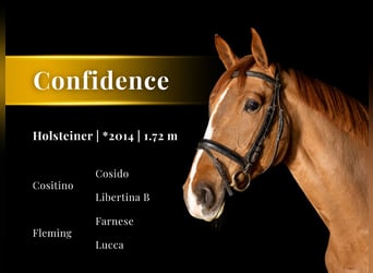 Holsteiner, Stute, 12 Jahre, 172 cm, Fuchs