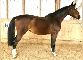 Holsteiner, Stute, 12 Jahre, 173 cm, Brauner