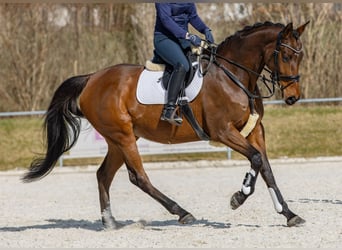 Holsteiner, Stute, 12 Jahre, Brauner