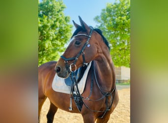 Holsteiner, Stute, 13 Jahre, 163 cm, Brauner