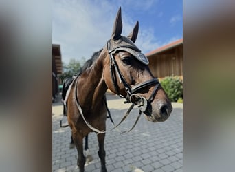 Holsteiner, Stute, 13 Jahre, 163 cm, Dunkelbrauner