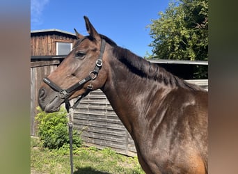 Holsteiner, Stute, 13 Jahre, 164 cm, Brauner
