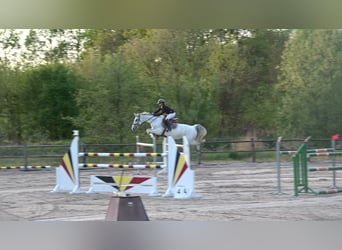 Holsteiner, Stute, 13 Jahre, 164 cm, Schimmel