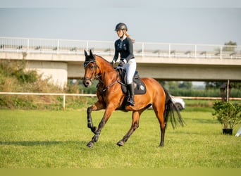 Holsteiner, Stute, 13 Jahre, 165 cm, Brauner