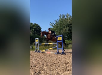 Holsteiner, Stute, 13 Jahre, 165 cm, Brauner