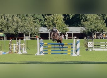 Holsteiner, Stute, 13 Jahre, 165 cm, Dunkelbrauner